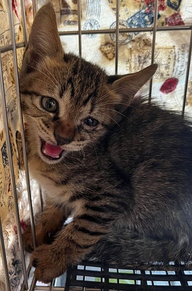 【待認養】混種貓 貓 (男生) - 新北市中和區公立動物之家