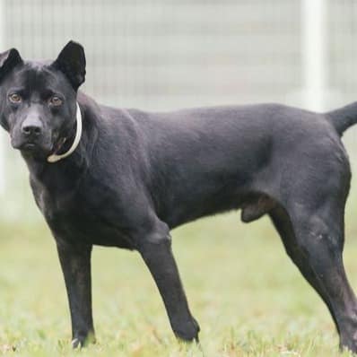 【待認養】混種犬 狗 (男生) - 新北市瑞芳區公立動物之家