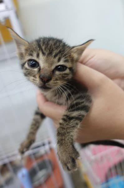 【待認養】混種貓 貓 (女生) - 宜蘭縣流浪動物中途之家