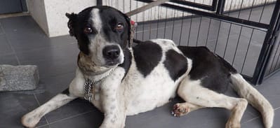 【待認養】混種犬 狗 (女生) - 南投縣公立動物收容所