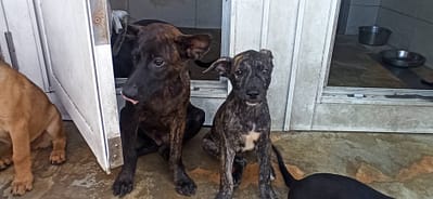 【待認養】混種犬 狗 (男生) - 金門縣動物收容中心