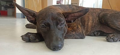 【待認養】混種犬 狗 (男生) - 金門縣動物收容中心