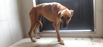 【待認養】混種犬 狗 (女生) - 金門縣動物收容中心