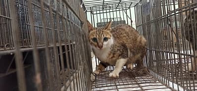 【待認養】混種貓 貓 (女生) - 金門縣動物收容中心