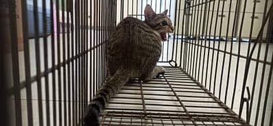 【待認養】混種貓 貓 (男生) - 金門縣動物收容中心