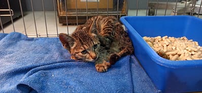 【待認養】混種貓 貓 (女生) - 金門縣動物收容中心