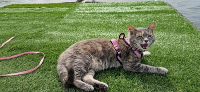 來旺旺寵物用品有限公司