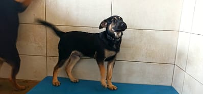 【待認養】混種犬 狗 (男生) - 金門縣動物收容中心