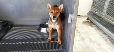 【待認養】混種犬 狗 (女生) - 金門縣動物收容中心