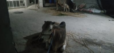 金熊貓專業貓舍