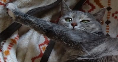 我的寵物精品生活時尚沙龍館