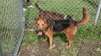 【待認養】混種犬 狗 (男生) - 臺北市動物之家