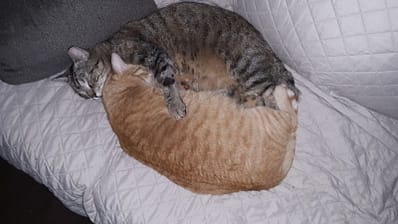 咪堡貓舍