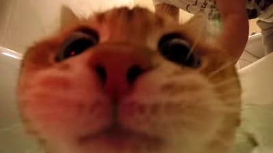 帕豆寵物美容工作室