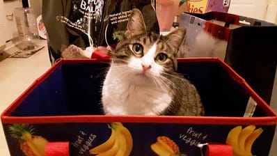 英短曼赤肯貓舍