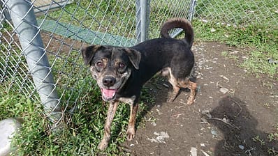 【待認養】混種犬 狗 (男生) - 臺北市動物之家