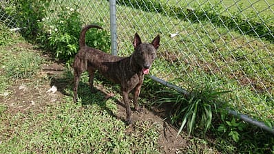 【待認養】混種犬 狗 (男生) - 臺北市動物之家