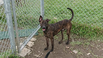 【待認養】混種犬 狗 (男生) - 臺北市動物之家