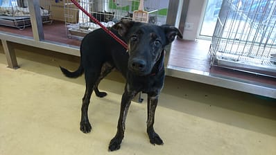 【待認養】混種犬 狗 (男生) - 新北市中和區公立動物之家