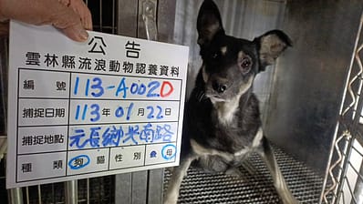 【待認養】混種犬 狗 (女生) - 雲林縣流浪動物收容所