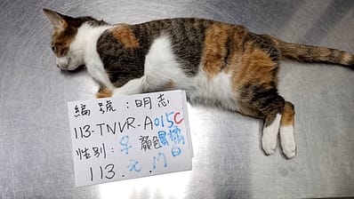 【待認養】混種貓 貓 (女生) - 雲林縣流浪動物收容所