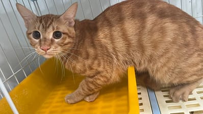 【待認養】混種貓 貓 (男生) - 新北市中和區公立動物之家
