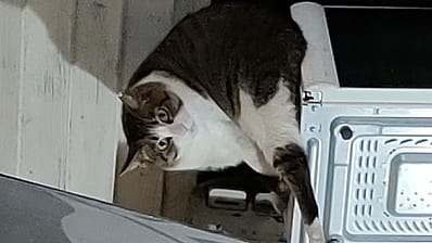 寶朵樂寵物美容行旅