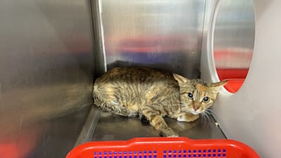 【待認養】混種貓 貓 (女生) - 臺北市動物之家