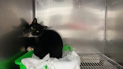 【待認養】混種貓 貓 (女生) - 臺北市動物之家