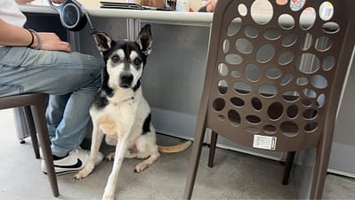 【待認養】混種犬 狗 (男生) - 臺北市動物之家