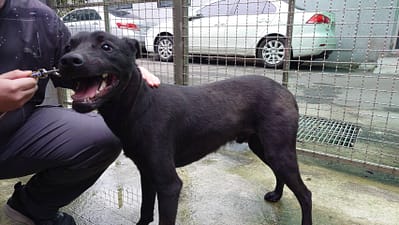 【待認養】混種犬 狗 (男生) - 臺北市動物之家