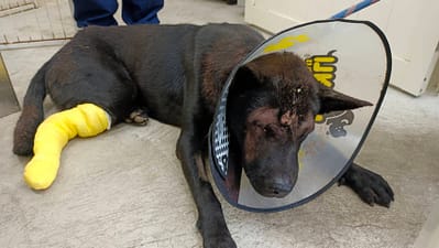 【待認養】混種犬 狗 (男生) - 臺北市動物之家