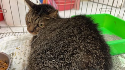 【待認養】混種貓 貓 (女生) - 新北市八里區公立動物之家