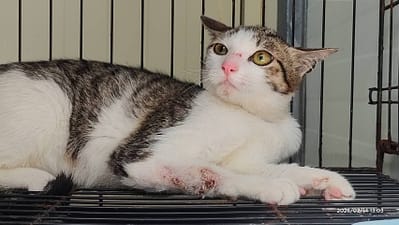 【待認養】混種貓 貓 (女生) - 臺北市動物之家