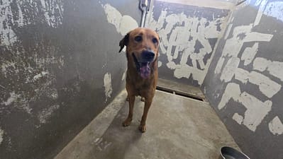 【待認養】混種犬 狗 (男生) - 新竹市動物保護教育園區