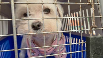 【待認養】瑪爾濟斯犬 狗 (女生) - 新北市八里區公立動物之家