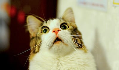 逗葛絲家寵物生活館