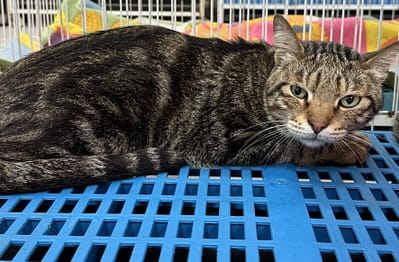 【待認養】混種貓 貓 (女生) - 苗栗縣動物保護教育園區