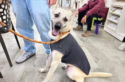 【待認養】混種犬 狗 (男生) - 臺北市動物之家