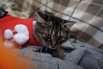 貓茶國際生活館