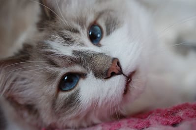 喵喵屋有限公司