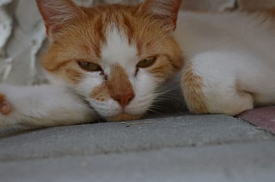 奧瑞寵物精品館