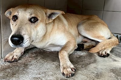 【待認養】混種犬 狗 (男生) - 花蓮縣狗貓躍動園區