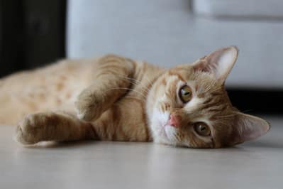 懶洋洋寵物沙龍