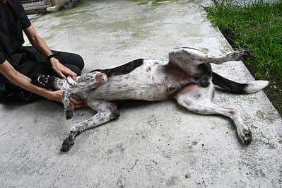 【待認養】混種犬 狗 (男生) - 花蓮縣狗貓躍動園區
