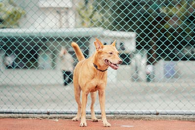 【待認養】混種犬 狗 (女生) - 新北市板橋區公立動物之家