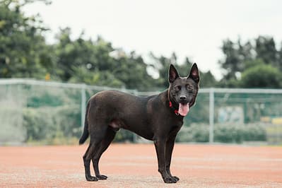 【待認養】混種犬 狗 (男生) - 新北市板橋區公立動物之家