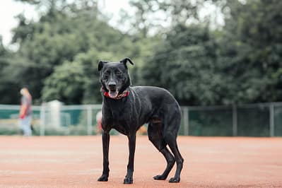 【待認養】混種犬 狗 (男生) - 新北市板橋區公立動物之家