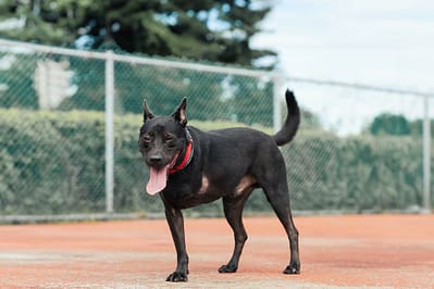 【待認養】混種犬 狗 (男生) - 新北市板橋區公立動物之家