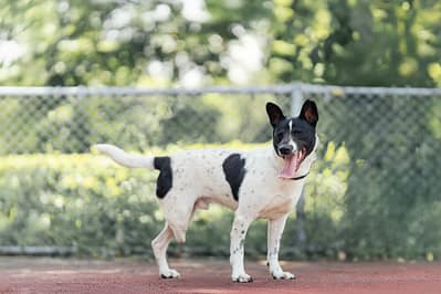 【待認養】混種犬 狗 (男生) - 新北市板橋區公立動物之家